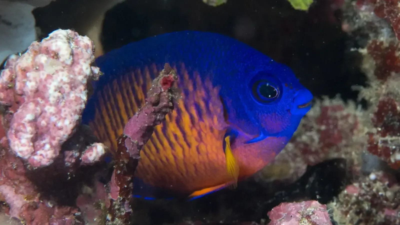 Blue and orange twospined angelfish swimming among coral